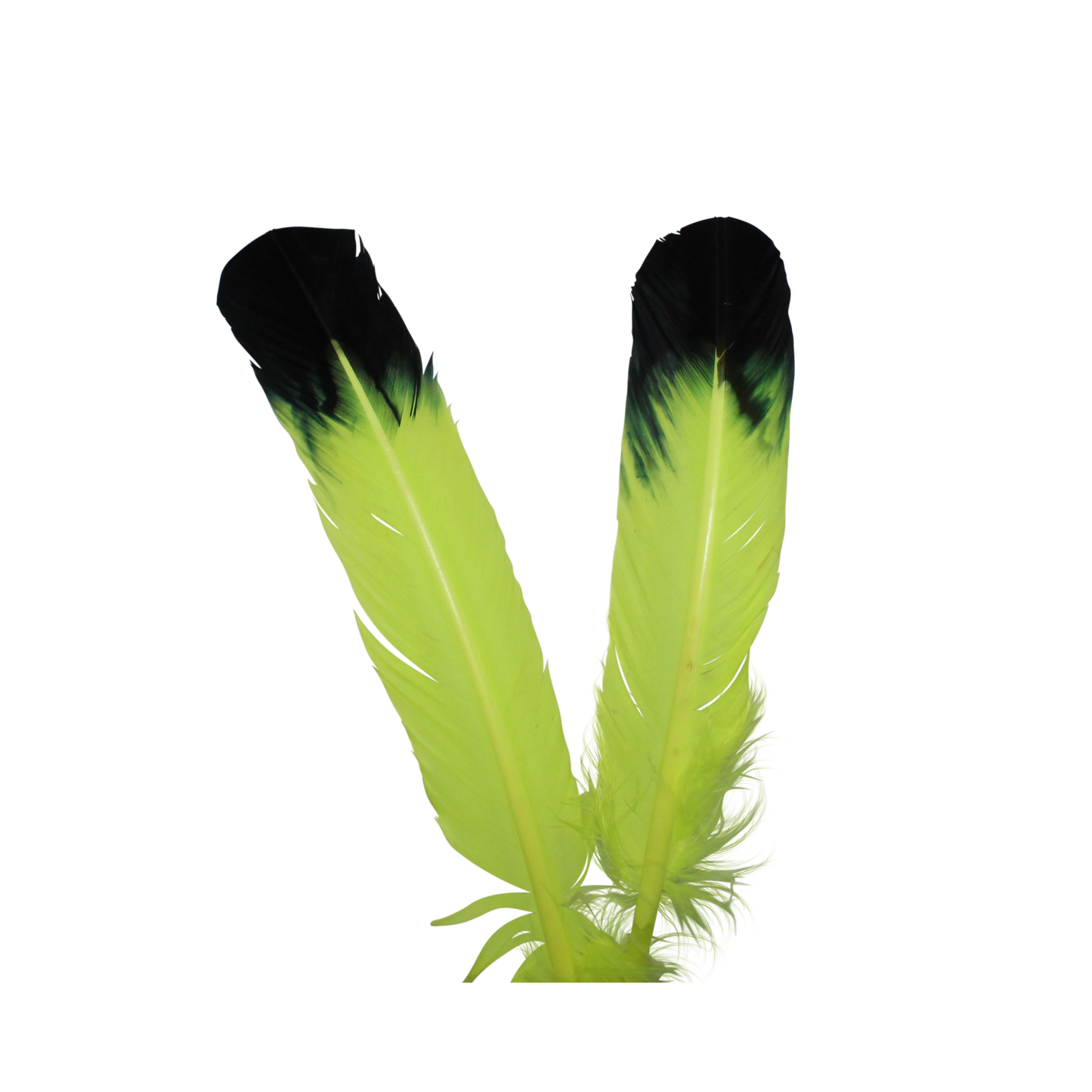 Turkey Quills Regular Cut Neon Yellow with Black Tips