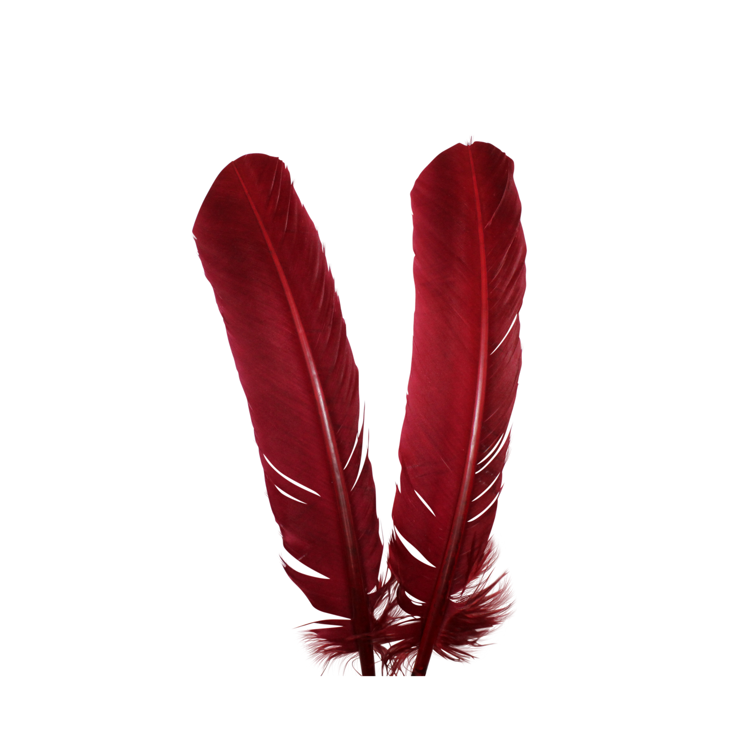 Turkey Quills H57 Cranberry