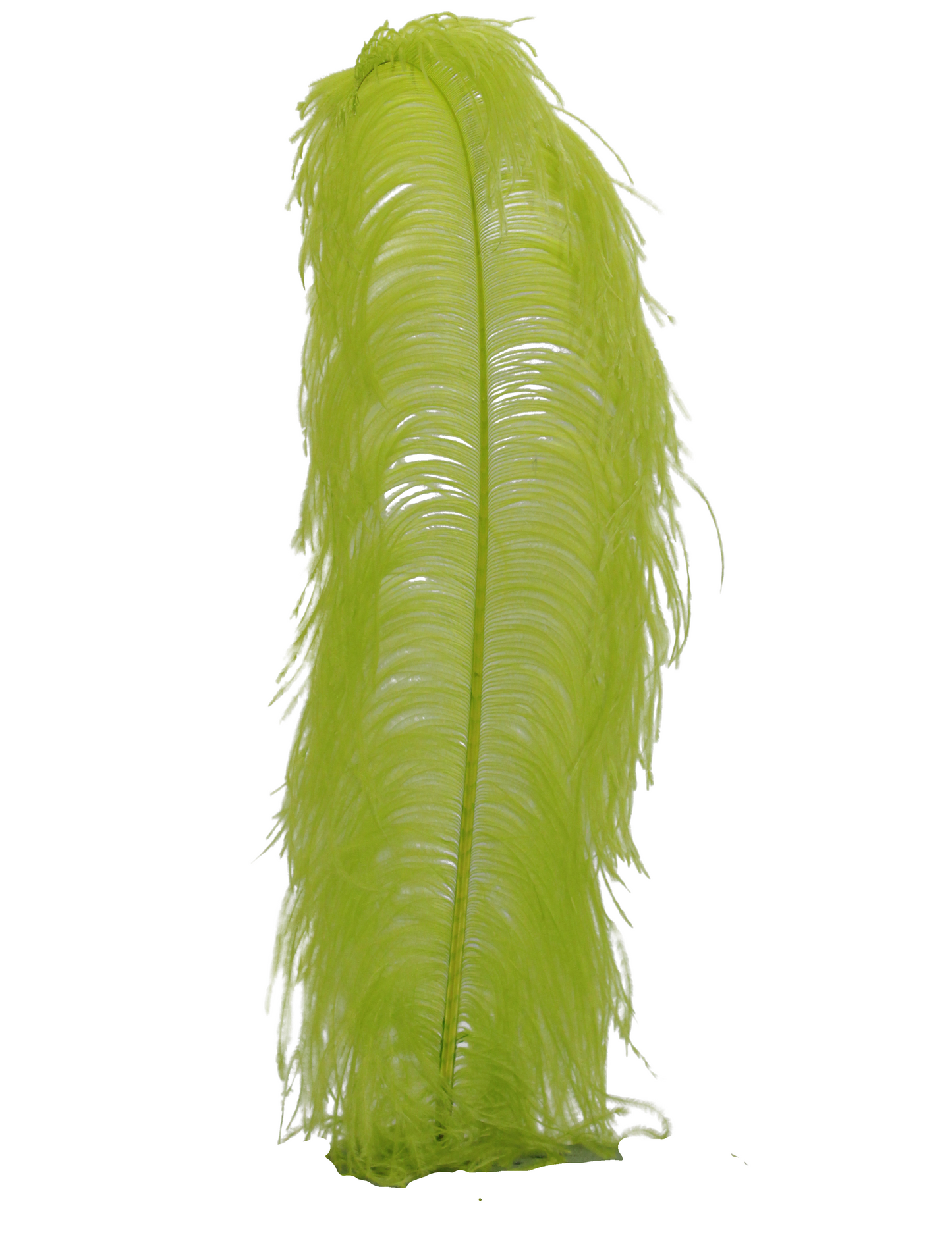 Ostrich Wing Plumes 1st Quality 20"+ H7 Apple