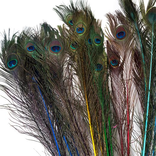Single Peacock Feather 5-7 Choose Length