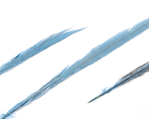 Light Blue Ringneck Pheasant Feather Bleached and Dyed 22 inches and up by  the Piece – Schuman Feathers