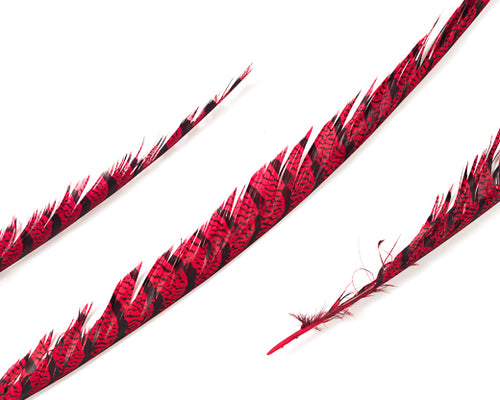 Red Zebra Pheasant Feathers 30 inches up, per 5 pieces